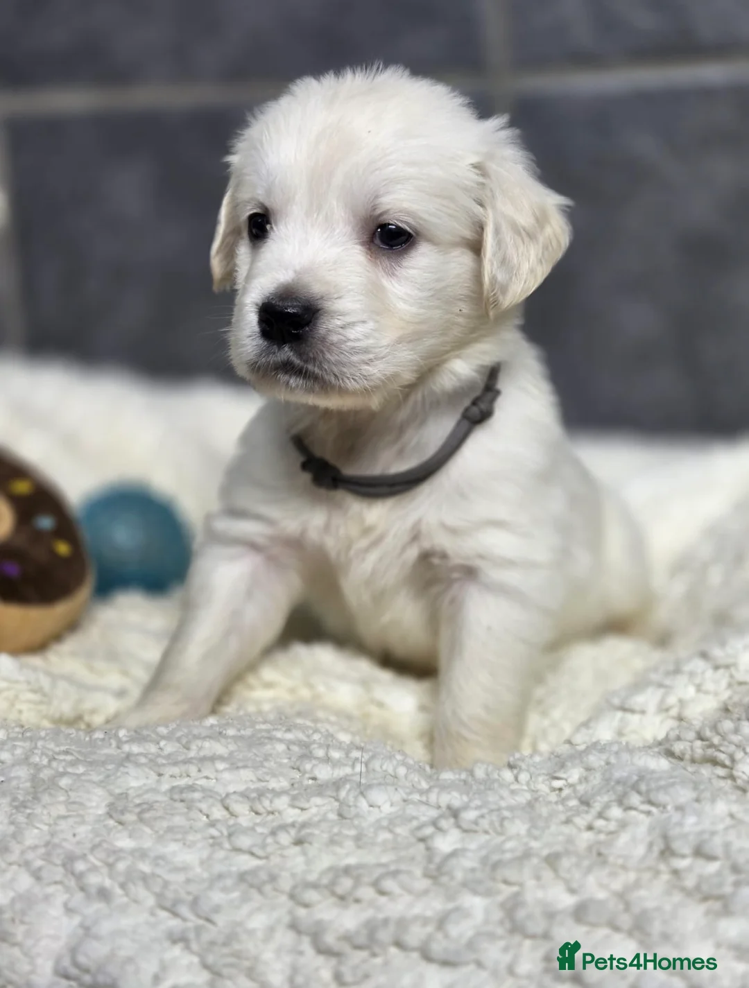 Golden Retriever dogs for sale: Beautiful kc golden retriever pups - Advert 22