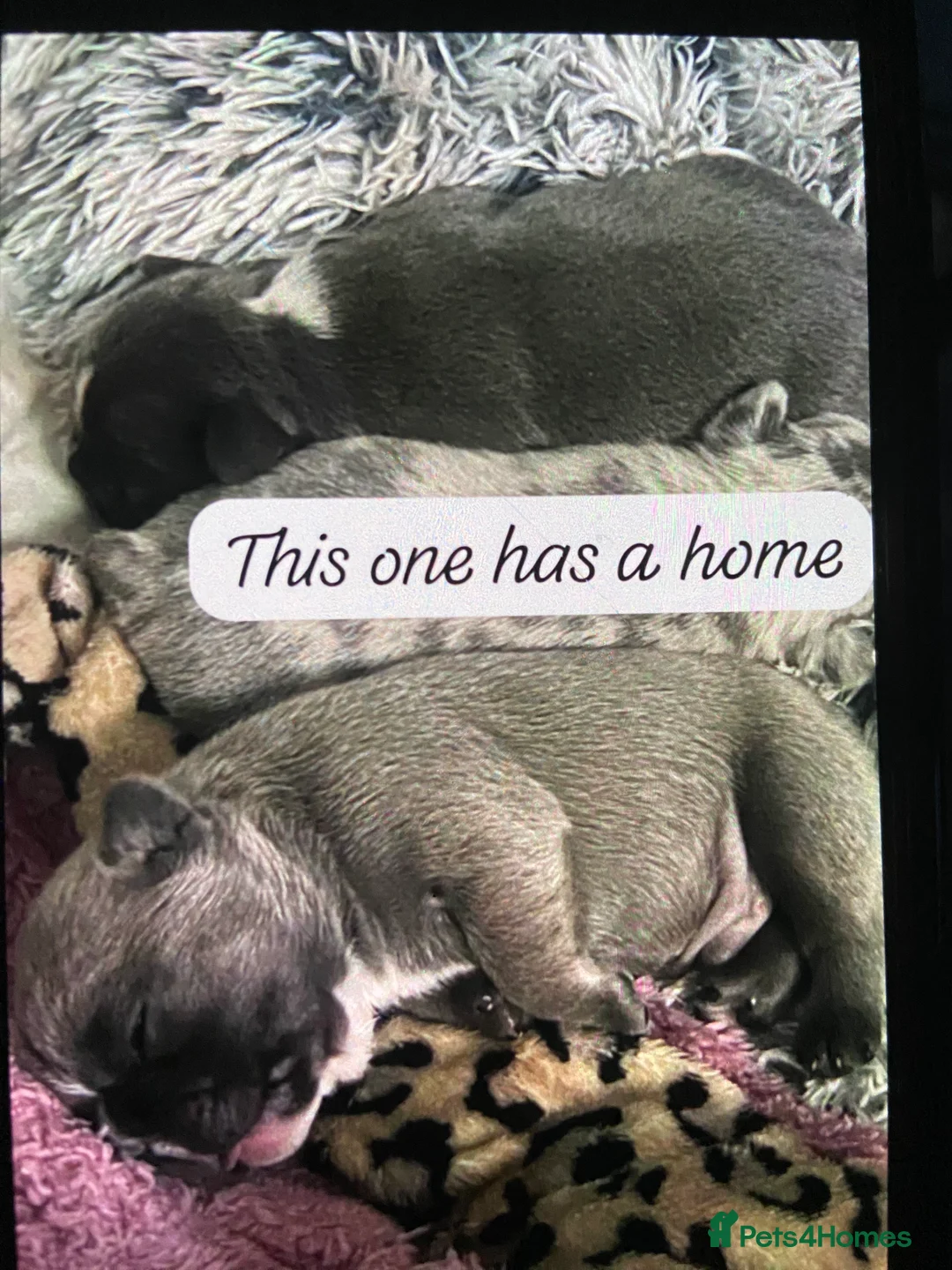 French Bulldog dogs for sale: Frenchie pups forsale in Wednesbury - Advert 6