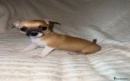 Chihuahua dogs for sale: Chihuahua puppies girls and boys - Image 1