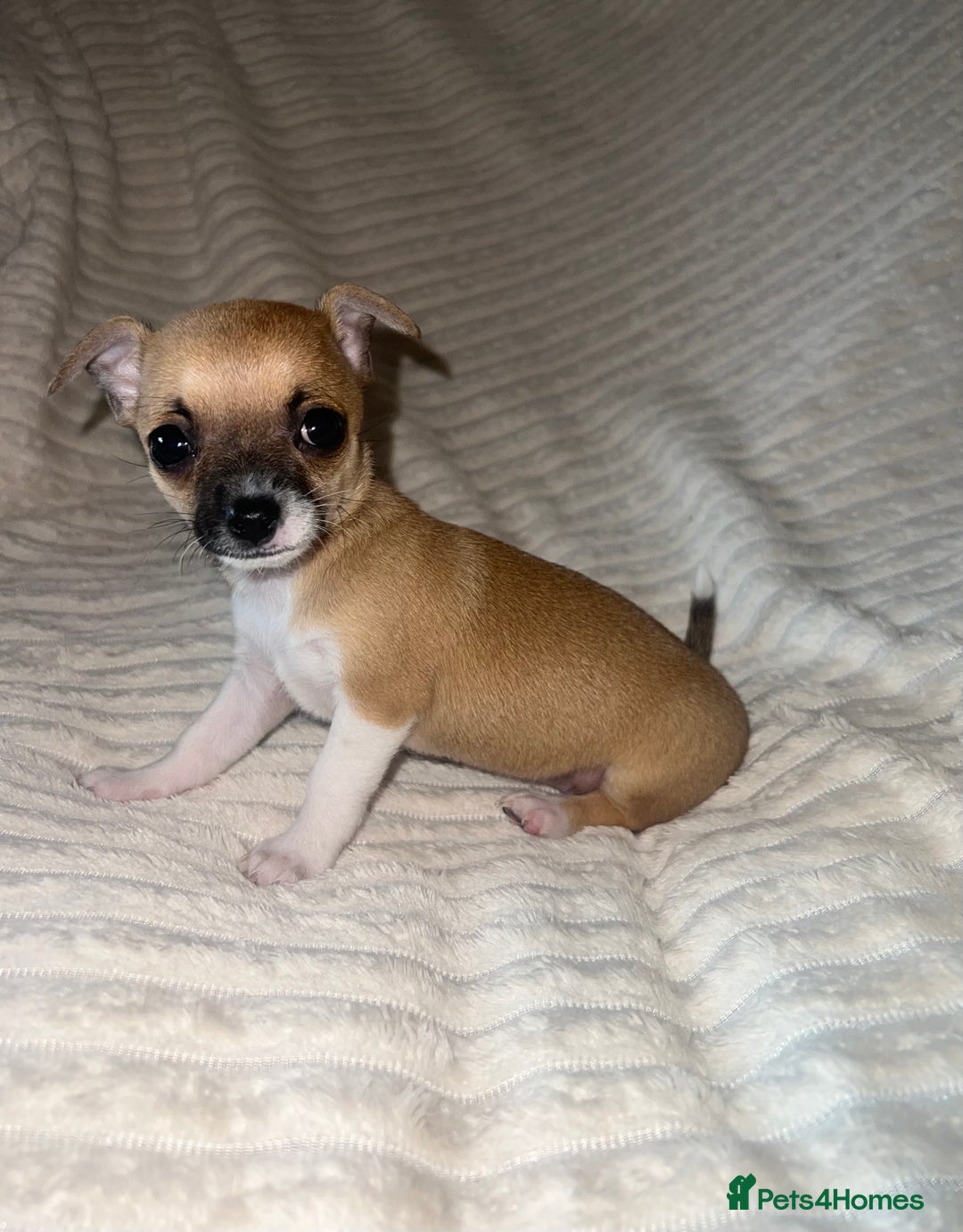 Chihuahua dogs for sale: Chihuahua puppies girls and boys - Image 1