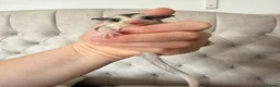 Sugar Glider rodents for sale: Female mosaic sugar glider  - Advert 8