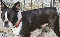Boston Terrier dogs for stud: Stunning Proven KC Boston Terrier stud dog in Leeds - Image 8