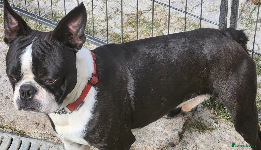 Boston Terrier dogs for stud: Stunning Proven KC Boston Terrier stud dog in Leeds - Image 8