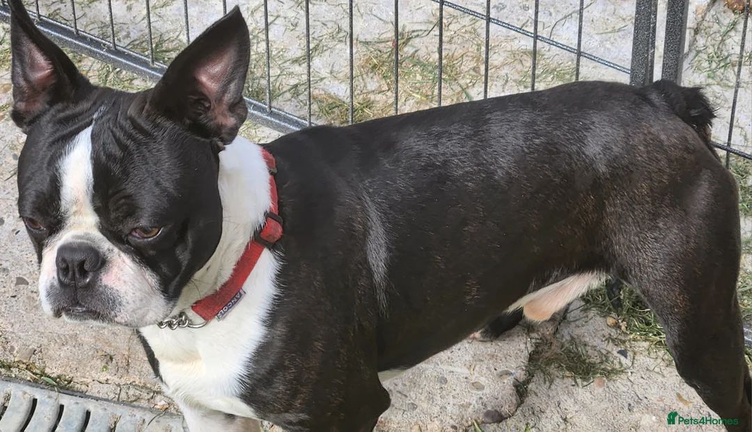 Boston Terrier dogs for stud: Stunning Proven KC Boston Terrier stud dog in Leeds - Advert 8