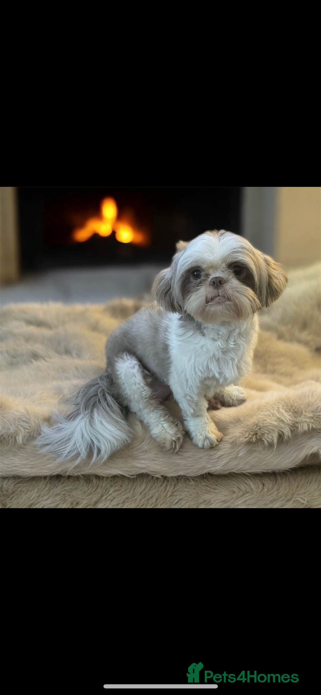 Shih Tzu dogs for sale:  ✨🐶 Exceptional Shih Tzu Puppies Available 🐶✨ - Advert 9