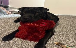 Shar Pei dogs for sale: shar pei - Image 5