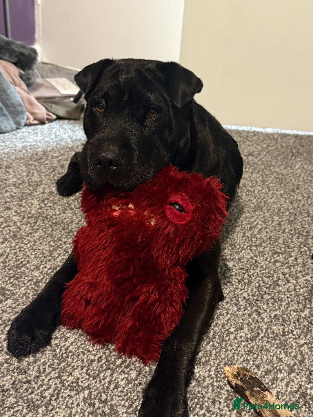 Shar Pei dogs for sale: shar pei - Image 5