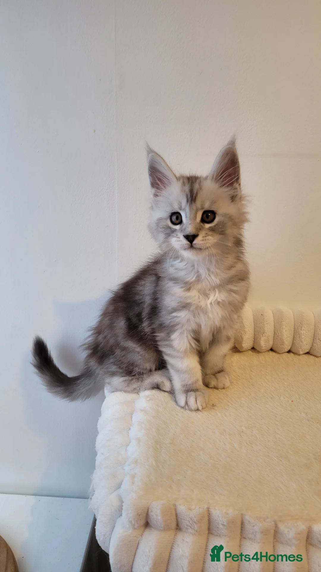 Maine Coon cats for sale: Tica registered Maine coon kittens  - Advert 26