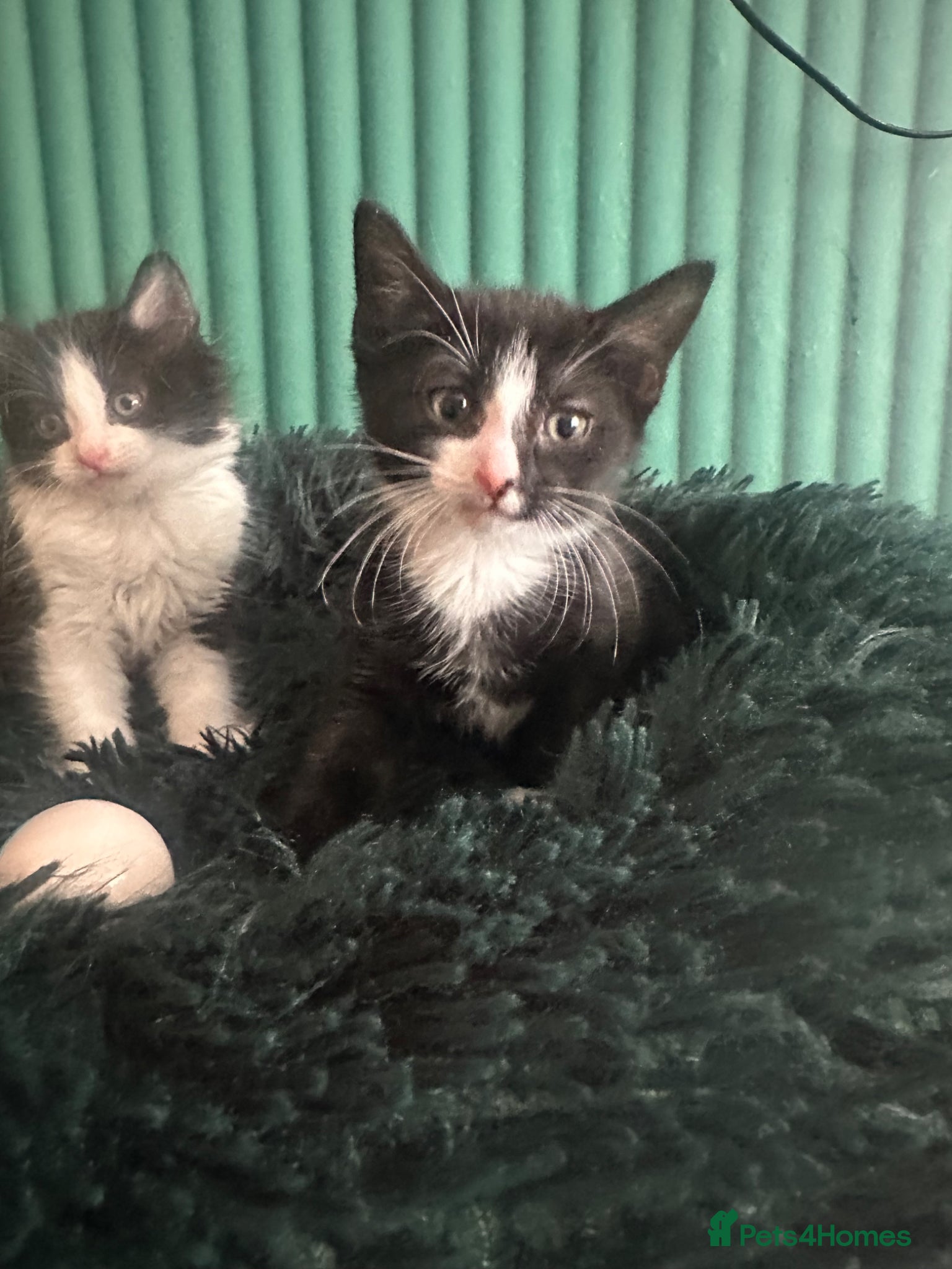 Mixed Breed cats for sale: Long hair kittens  - Advert 7