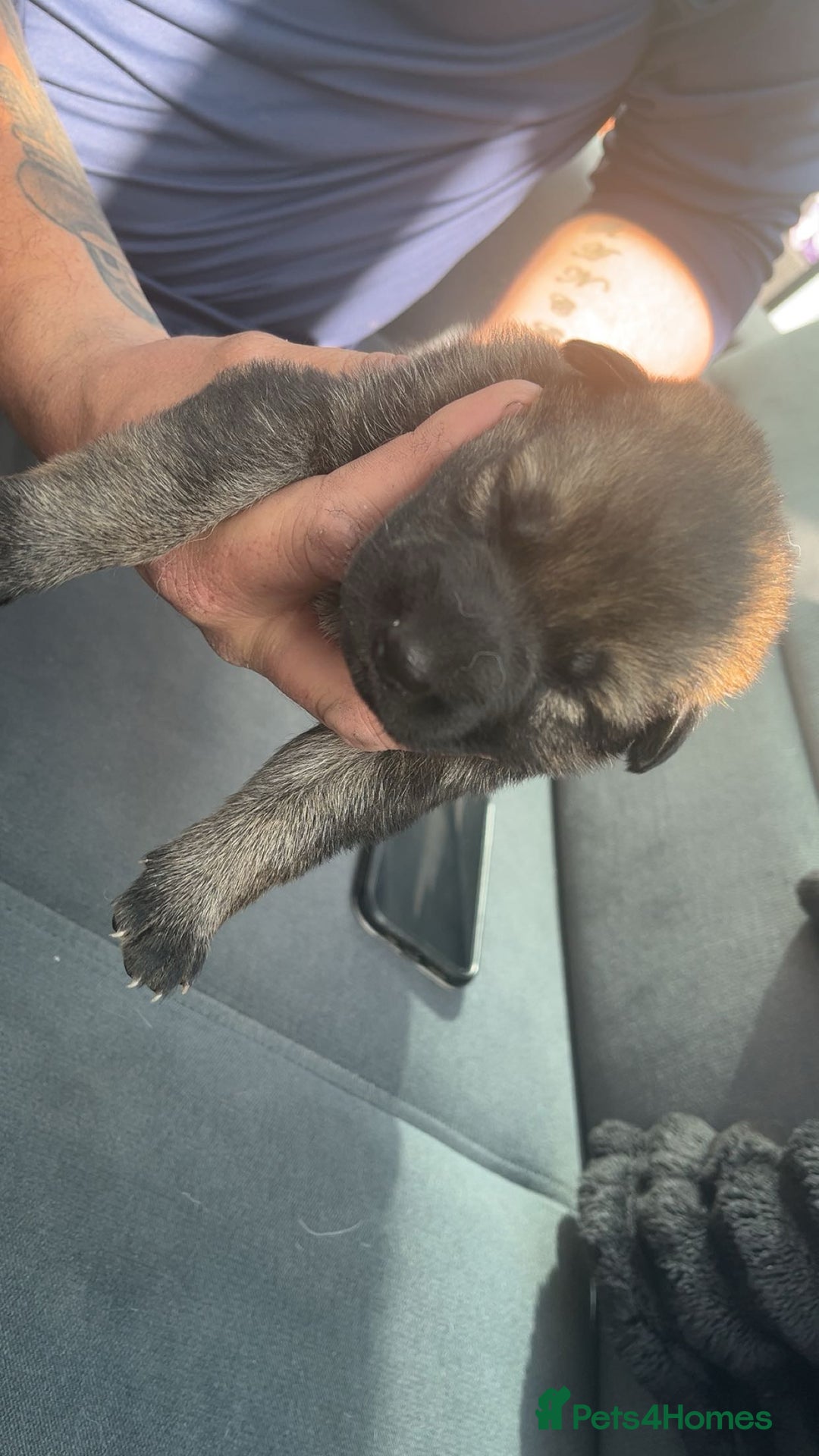 German Shepherd dogs for sale: Beautiful German shepherd girls  - Image 3