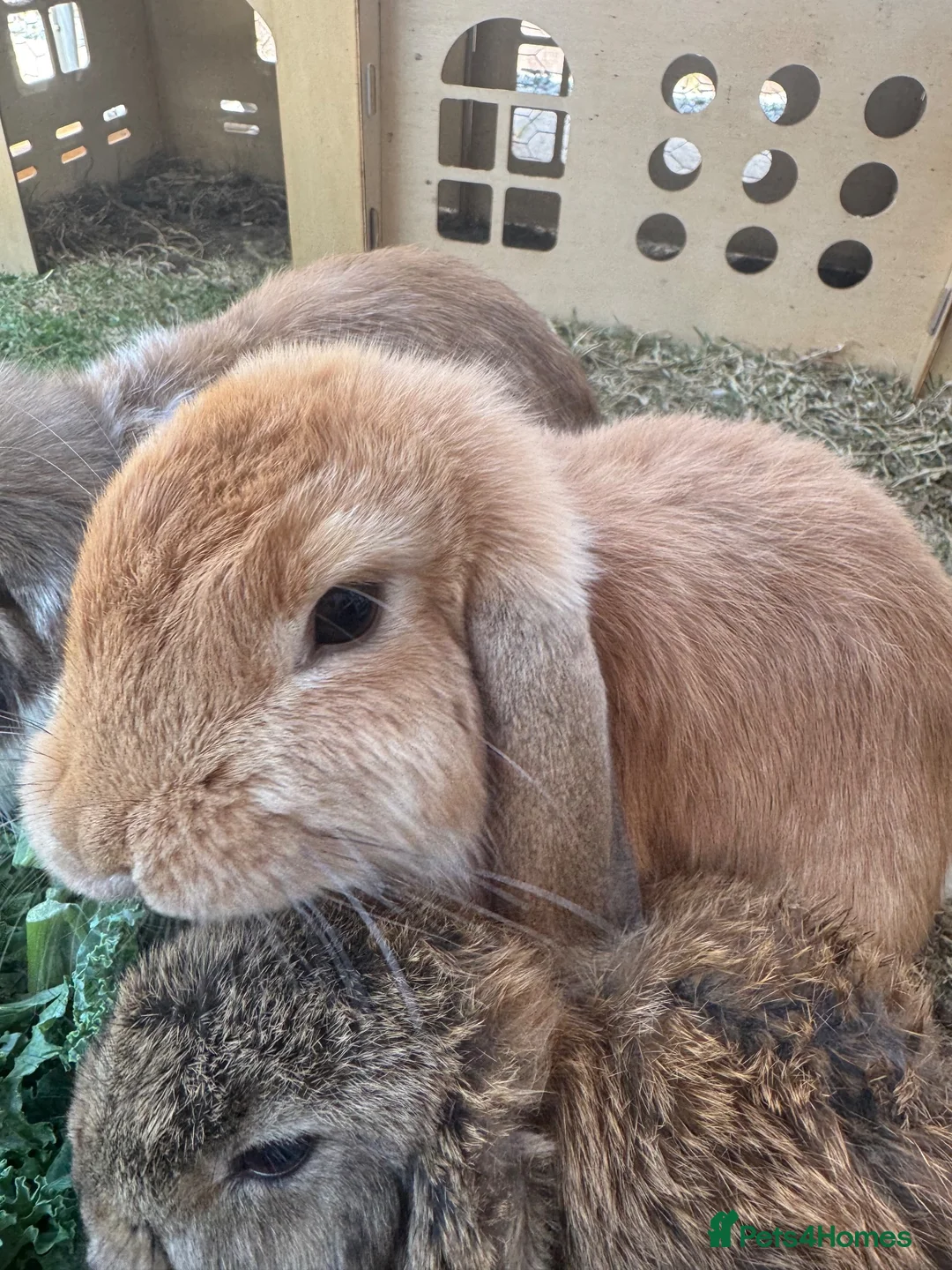 Mini Lop rabbits for sale: Female Mini Lop - Advert 5