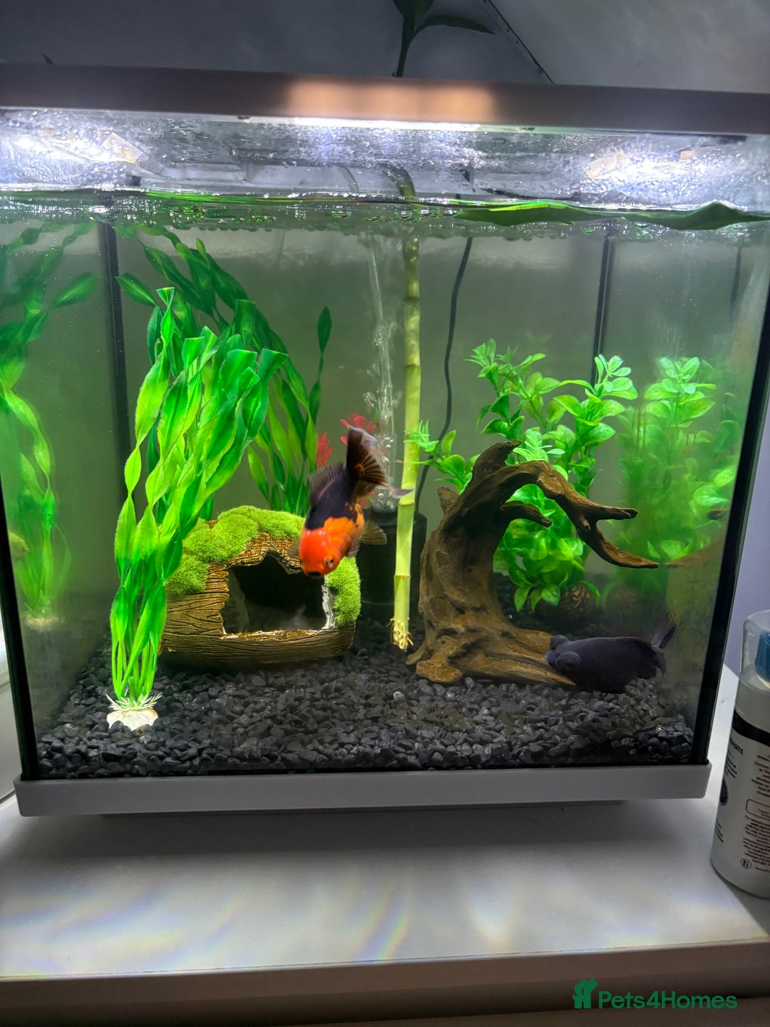 Fancy Goldfish fish for sale: Fish tank - Advert 4
