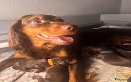 Cocker Spaniel dogs for sale: Beautiful litter - working cocker spaniels ❤️ - Image 5