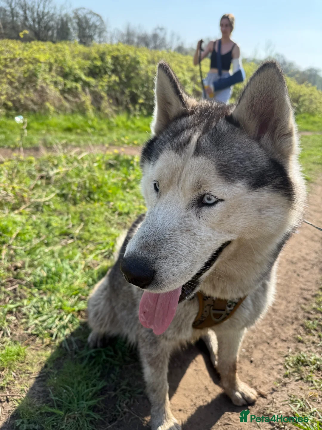 Siberian Husky dogs for stud: Marlo  in Manchester - Advert 2