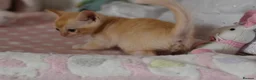 Burmese cats for sale: Pedigree Burmese Red male - Advert 5