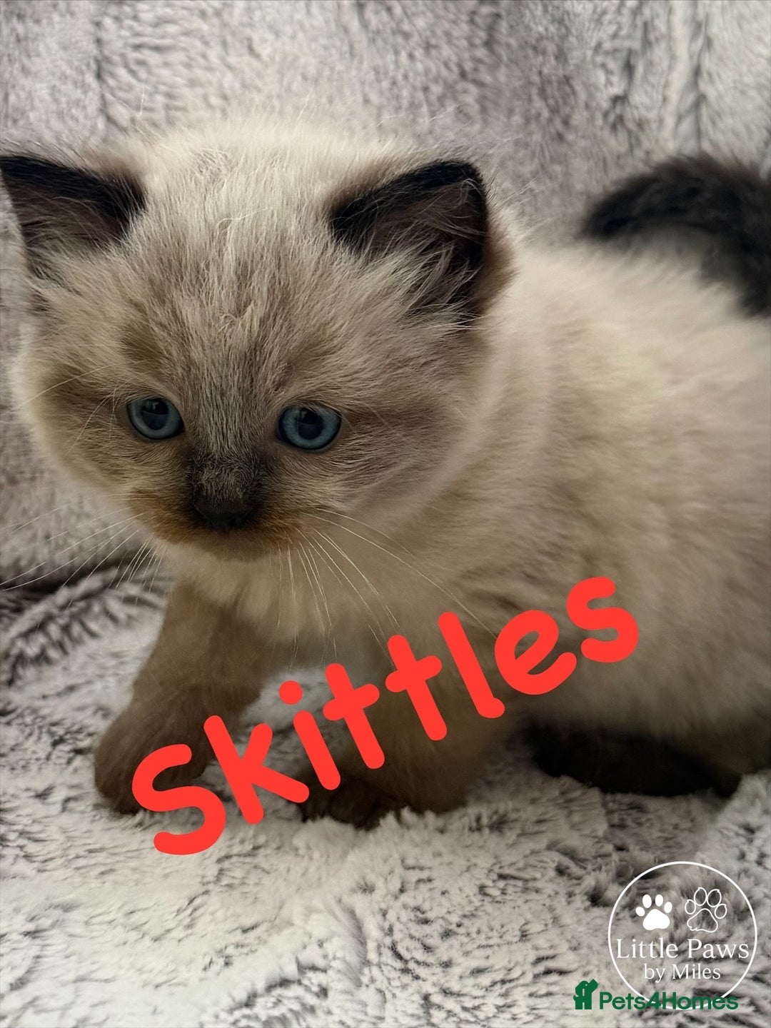 Ragdoll cats for sale: GCCF Exceptional Pedigree Ragdolls 🌸 - Advert 11