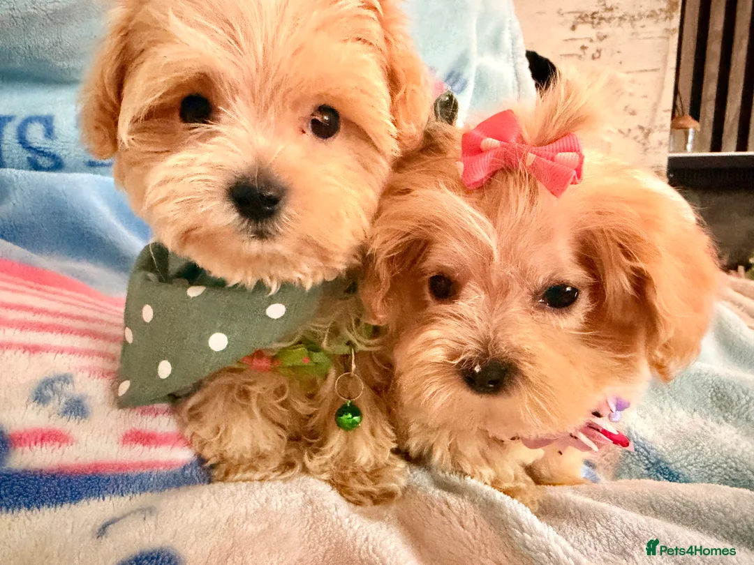 Maltipoo dogs for sale:  F1 Maltipoo puppies  - Advert 12