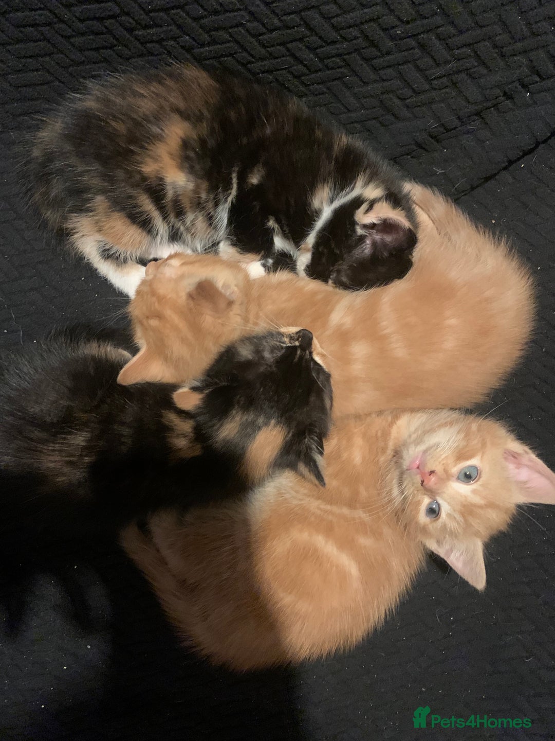 Mixed Breed cats for sale: 4 Kittens for sale  - Advert 2