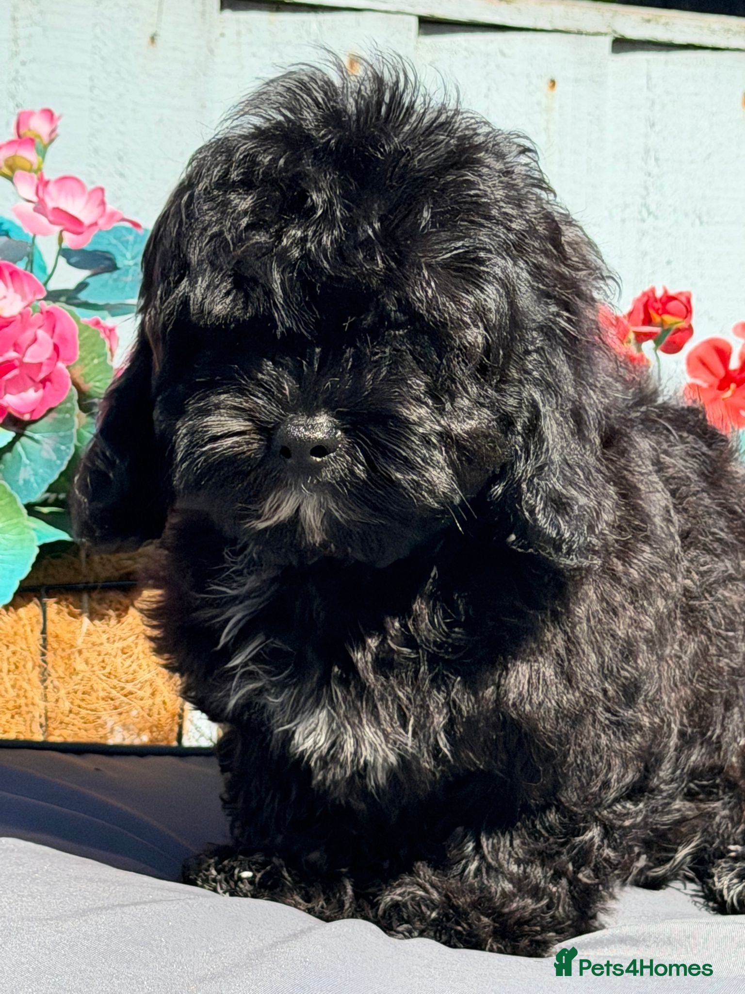 Shihpoo dogs Health Tested,READY TO GO - Advert 2