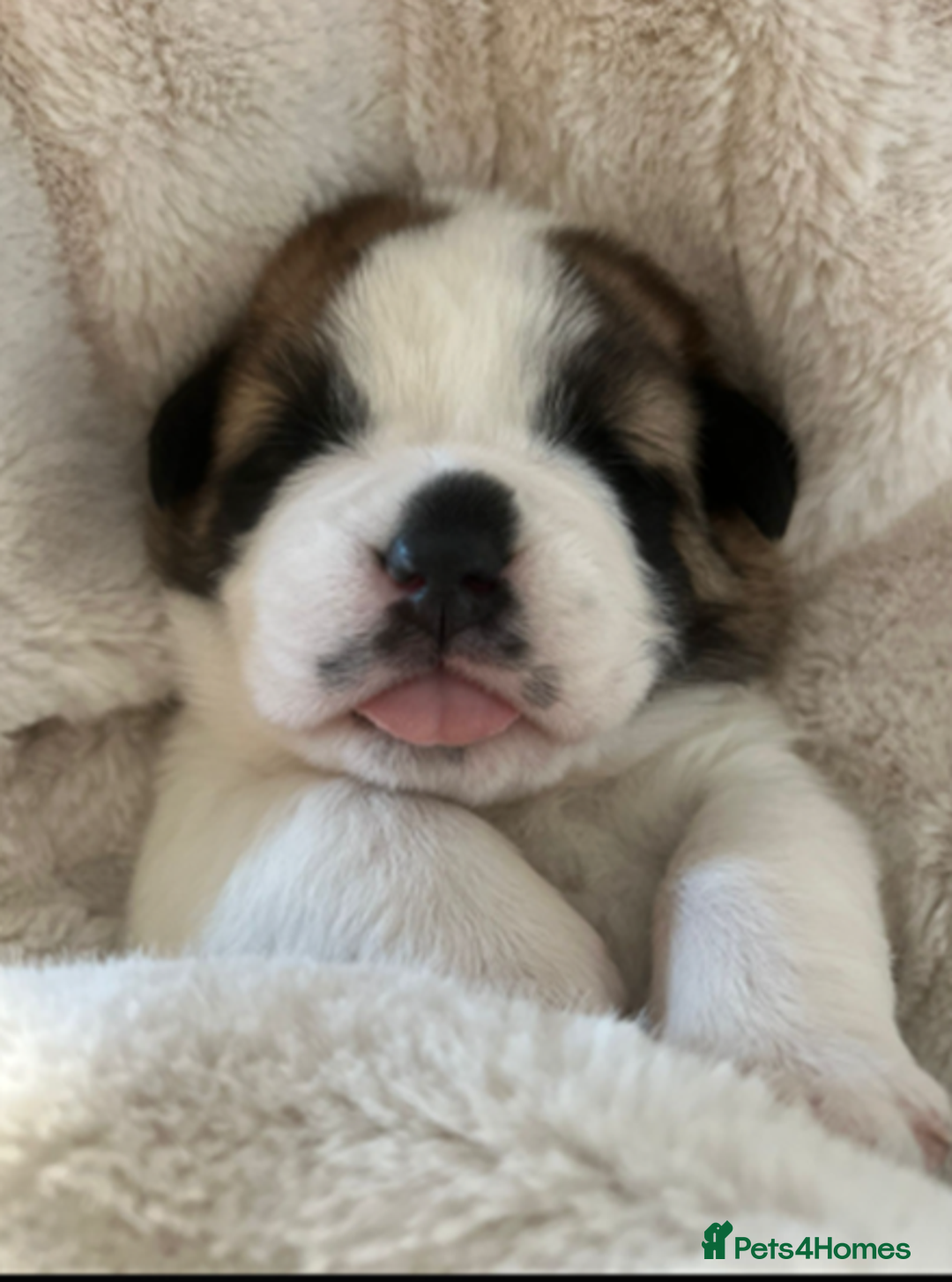 Saint Bernard dogs for sale: Exceptional St. Bernard Puppies ~ Health Tested - Advert 1
