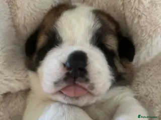 Saint Bernard dogs Exceptional St. Bernard Puppies ~ Health Tested - Advert 8