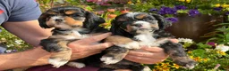 American Cocker Spaniel dogs for sale: Darling American Cocker babies - Advert 15