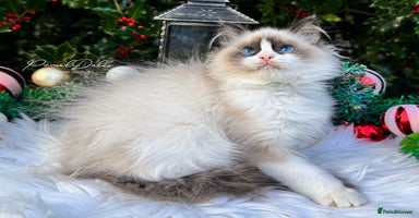 Ragdoll cats 🌸 GCCF Registered 🌸Exceptional Pedigree Ragdolls - Advert 5