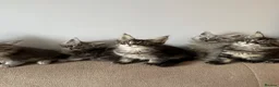 Maine Coon cats for sale: ⭐️Beautiful Maine Coon Kittens⭐️ - Advert 3