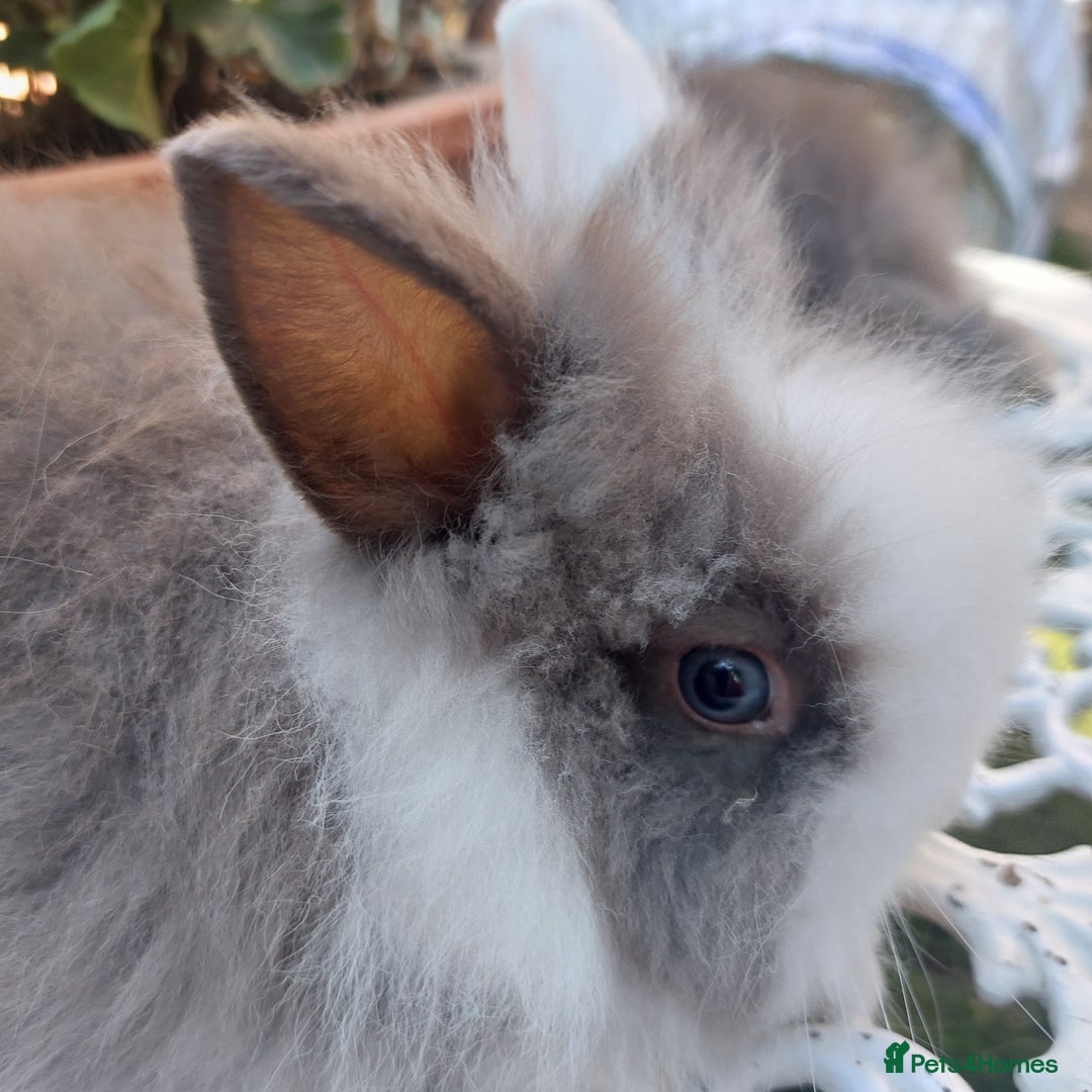 Lionhead rabbits for sale: PUREBRED DOUBLE/TEDDY LION HEAD BABIES  - Image 4