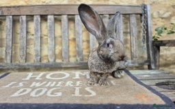 Continental Giant rabbits for sale: Pure Continental Giant Vaccinated  - Image 4