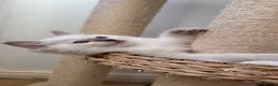 Ragdoll cats for sale: GCCF lilac male kitten - Advert 15