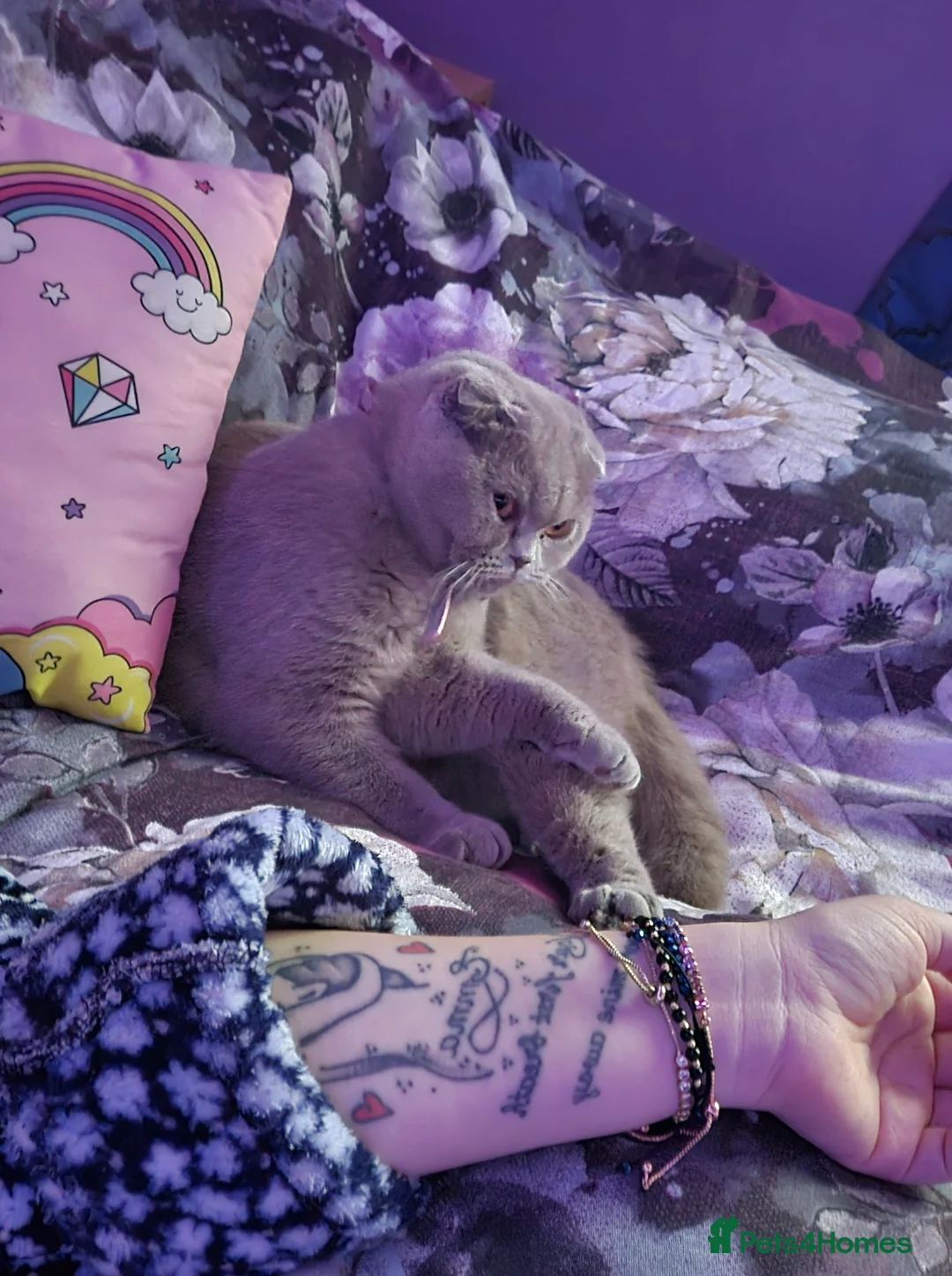 Scottish Fold cats for sale: Meet Your Future Cuddle Companion! 🐾  in Worcester - Advert 1