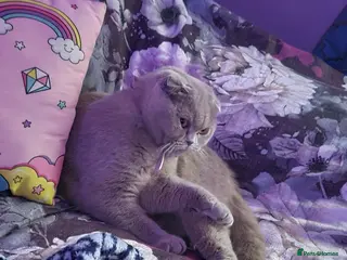 Scottish Fold cats Meet Your Future Cuddle Companion! 🐾 - Advert 9