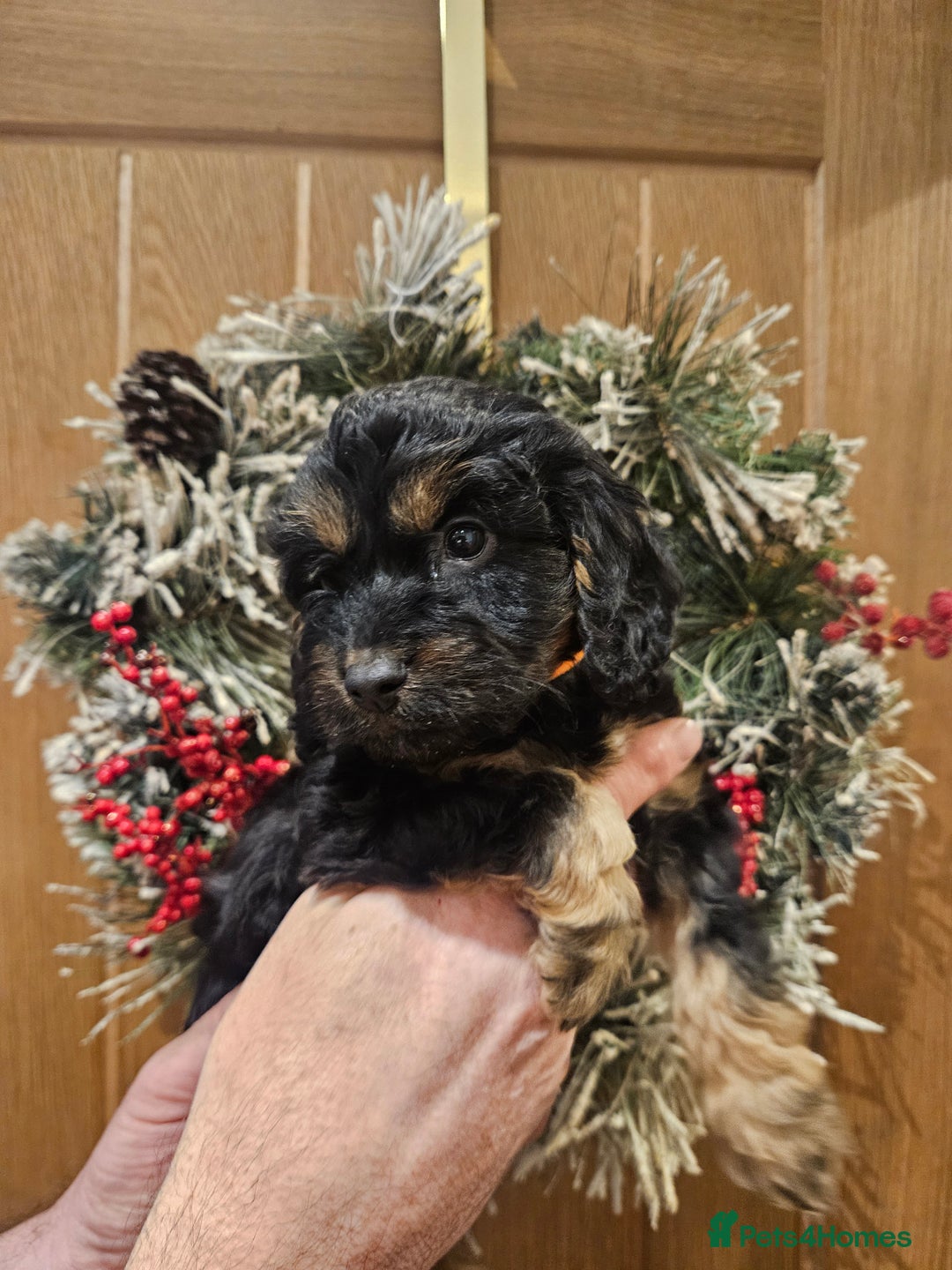 Cockapoo dogs for sale: Cockapoo puppies - Advert 5