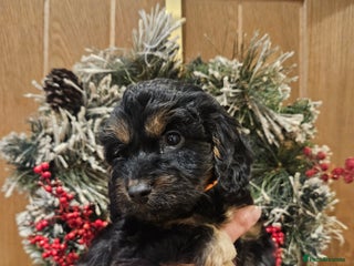 Cockapoo dogs Cockapoo puppies, ready to leave - Advert 3