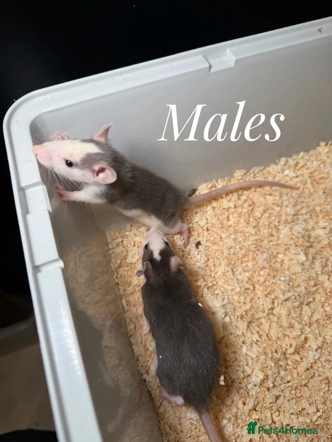 Rat rodents for sale: Mixed sex fancy rats - Advert 2
