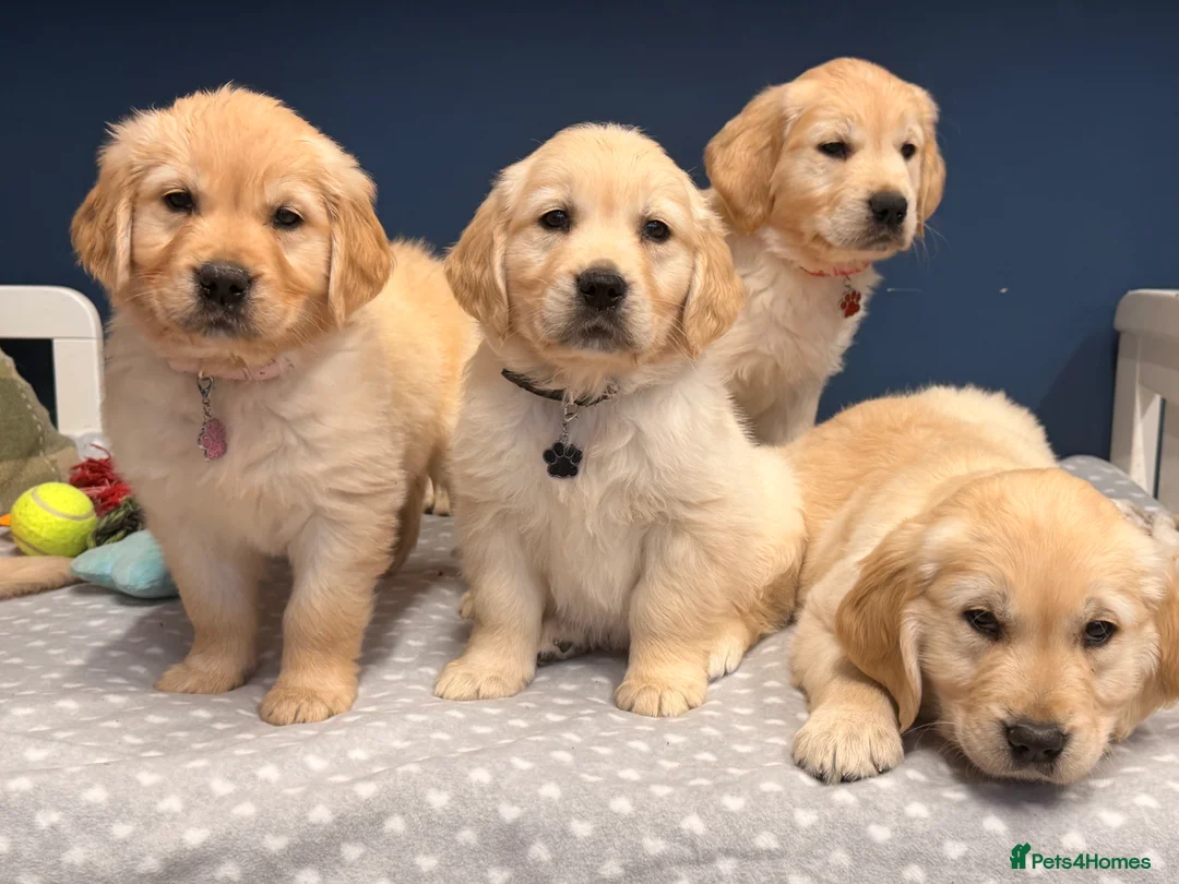 Golden Retriever dogs for sale: 🐶Fluffy bears looking for forever home💕💕 ! - Advert 33
