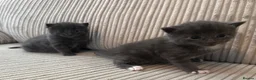 Domestic Shorthair cats for sale: Beautiful Grey blue kittens & grey tabbies x 7 - Advert 7