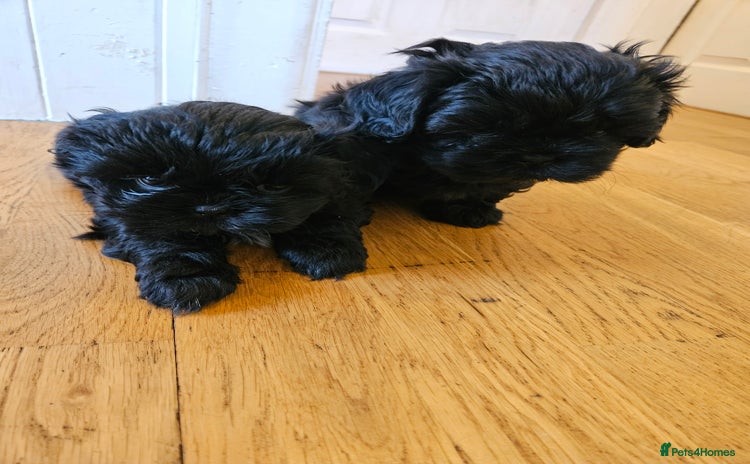 Shih Tzu dogs - Advert 11