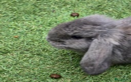 Continental Giant rabbits for sale: Giant french lops  - Image 6