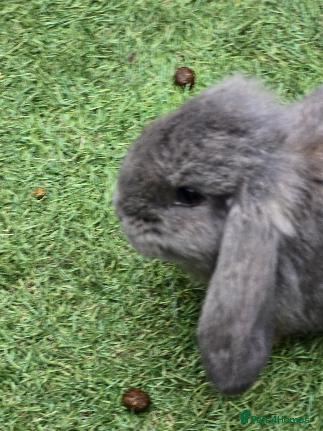 Continental Giant rabbits for sale: Giant french lops  - Image 6