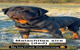 Rottweiler dogs for stud: Rottweiler stud  in Clydebank - Image 6