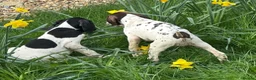 Pointer dogs for sale: English pointer puppies  in Romsey - Advert 15