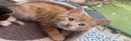 Mixed Breed cats for sale: Gorgeous mixed babies - Advert 4