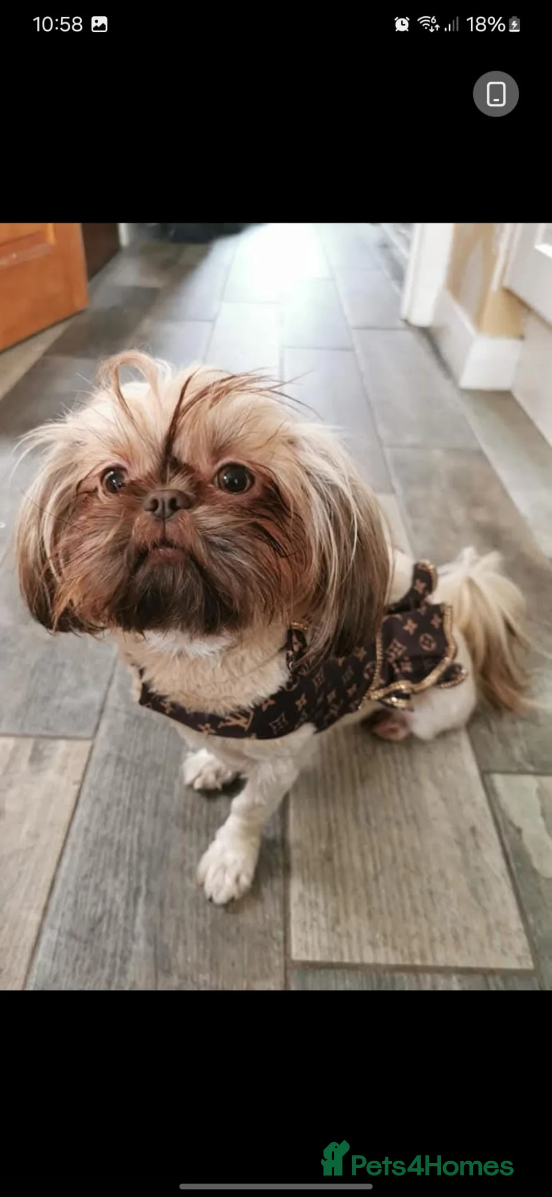 Shih Tzu dogs for sale: Beautiful Imperial shihtzu girl - Advert 2