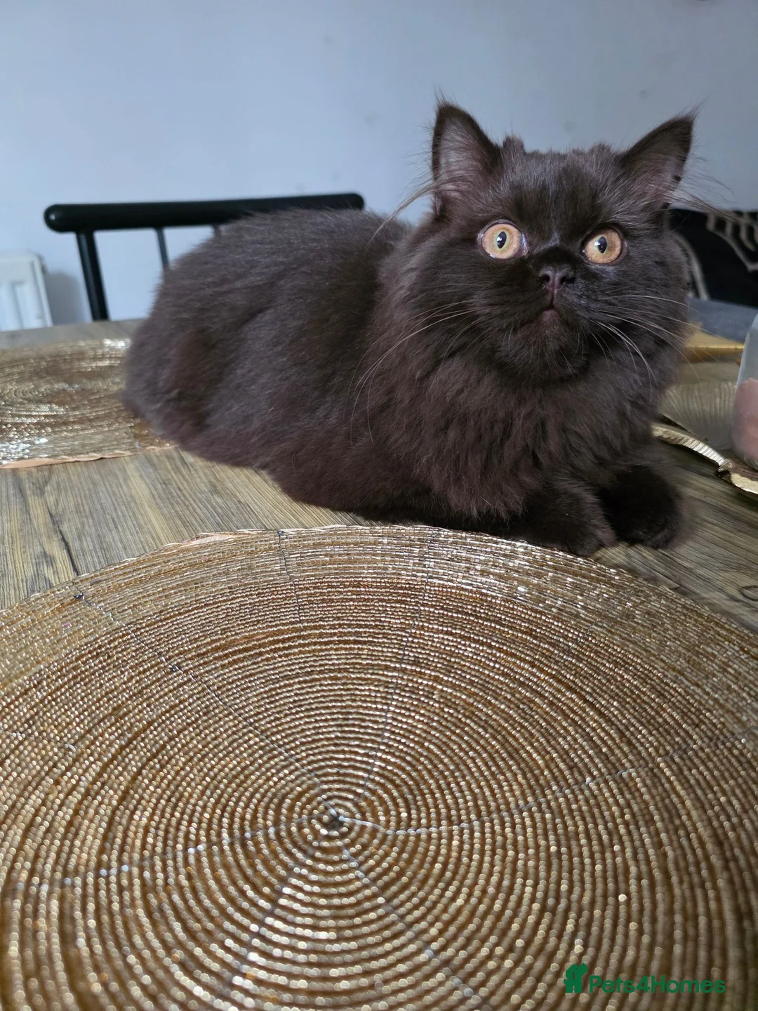 British Longhair cats for sale: Beautiful British Longhair Kittens Teddy Bear Look - Advert 16