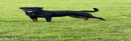 Rottweiler dogs for sale: Expecting Rottweiler pups - ready end of May  - Advert 24