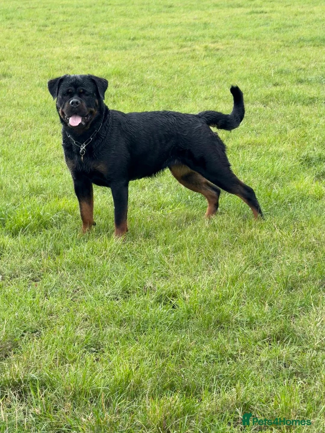 Rottweiler dogs for sale: Expecting Rottweiler pups - ready end of May  - Advert 24