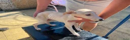 Saluki dogs for sale: Slukie greyhound  in Barnsley - Advert 6