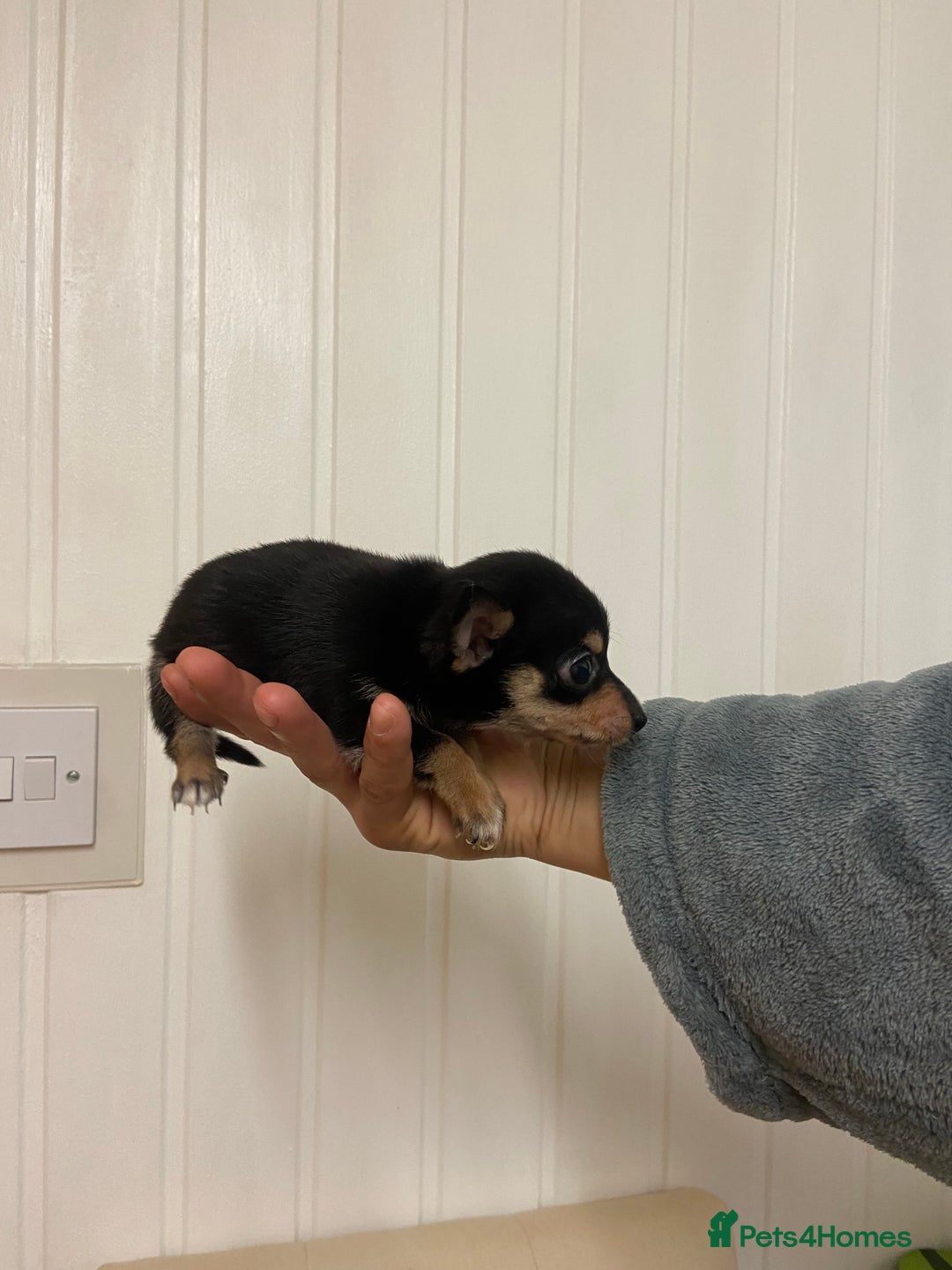 Chihuahua dogs for sale: 2 male chi pups for sale derby - Advert 9